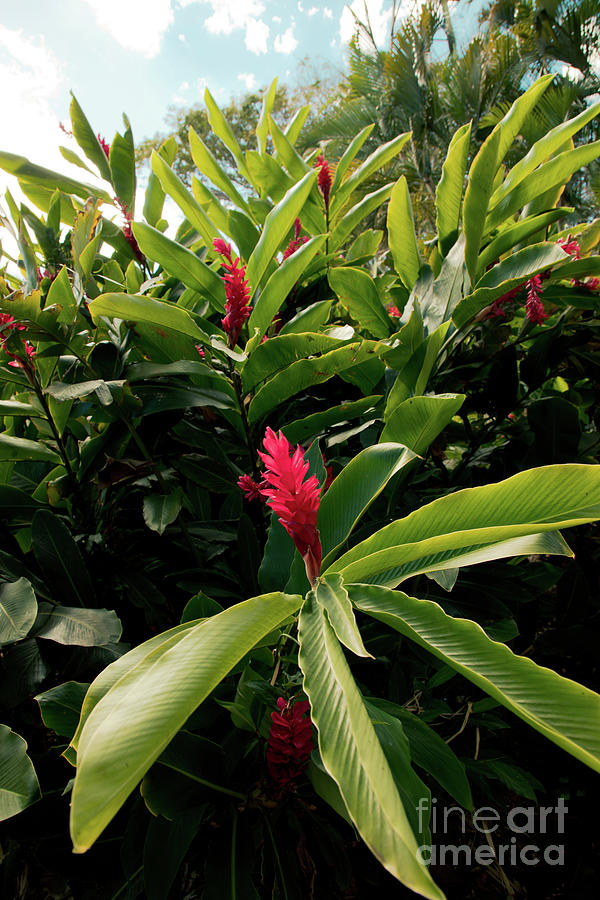 Alpinia purpurata Hawaii Tropical Ginger Red Jungle Queen Photograph by Sharon Mau