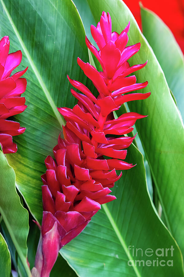 Alpinia purpurata or red ginger Photograph by Lyl Dil Creations
