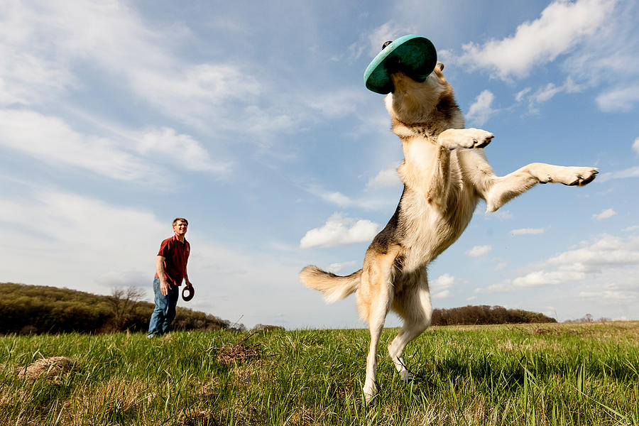 Alsatian dog catching frisbee Photograph by Zave Smith