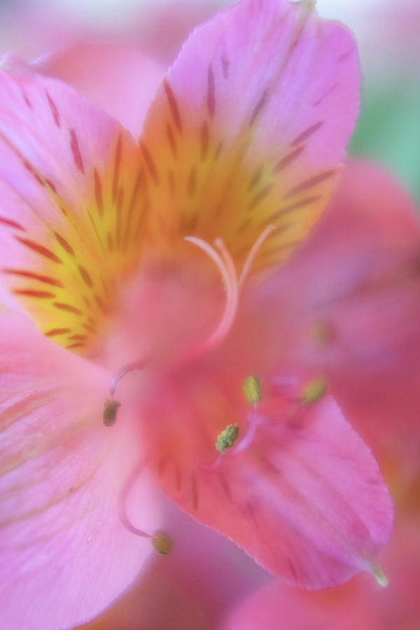 Alstroemeria Close Up Photograph by Teresa Wilson