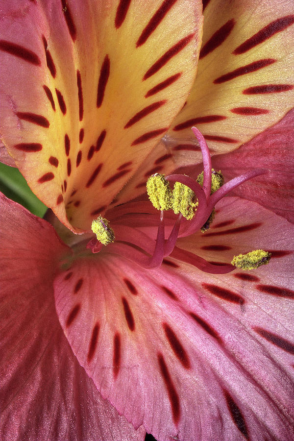Alstroemeria flower close up Photograph by Deborah Ritch