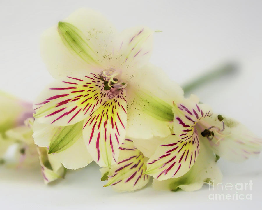 Alstroemeria Flowers Photograph by Olga Hamilton