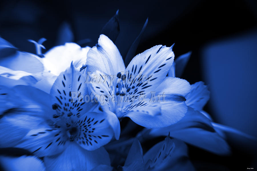 Alstroemeria in Blue Photograph by Larry Nader