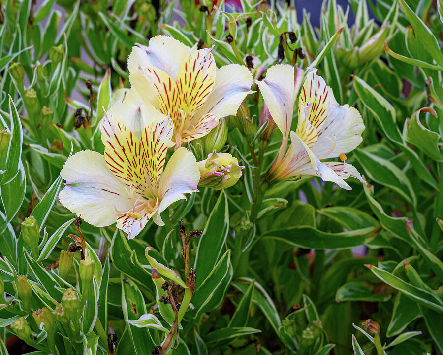 Alstroemeria - Peruvian lily Photograph by Mike Worley