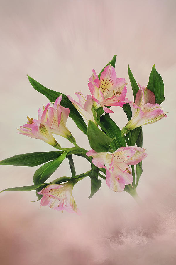 Alstromeria Lily, Lily of the Incas, Pink Peruvian Lily Photograph by Gwen Gibson