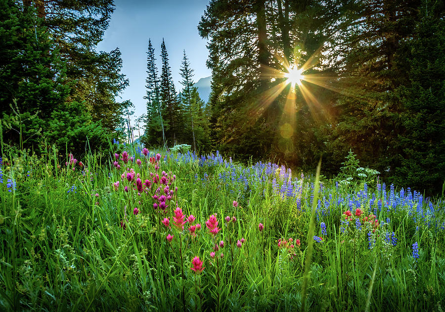 Alta Sunset and Wildflowers Photograph by Bradley Morris