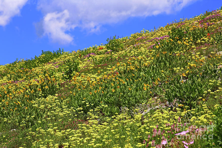 Alta Wildflower Hillside Photograph by Marty Fancy