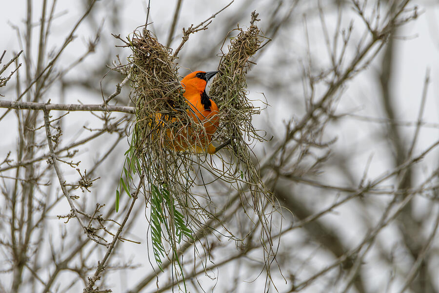 Altamira Oriole Protecting the Nest Photograph by Debra Martz Altamira Oriole Protecting the Nest Photograph by Debra Martz