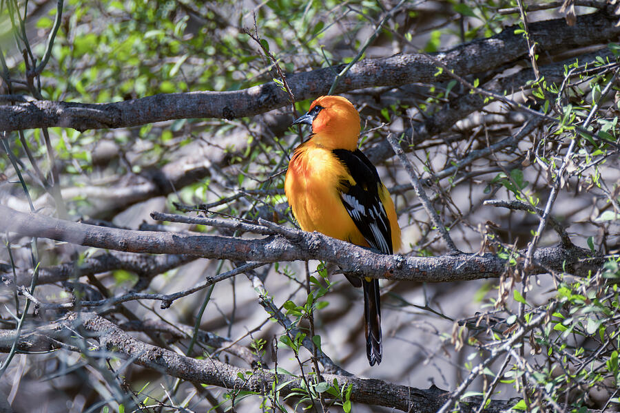 Altamira Oriole Side Portrait Photograph by Debra Martz Altamira Oriole Side Portrait Photograph by Debra Martz