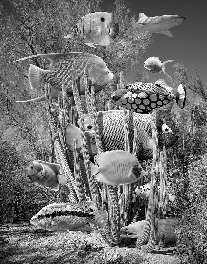 Alternate Reef BW Photograph by Perry Hambright