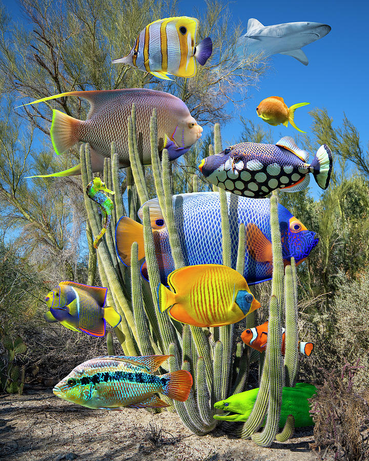 Alternate Reef Photograph by Perry Hambright