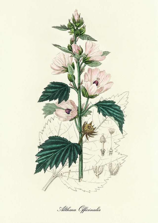 Nature Digital Art - Althea Officinalis - Marshmallow -  Medical Botany - Vintage Botanical Illustration by Studio Grafiikka
