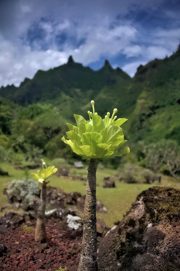 Alula Rare Lobeliad Kauai Island Photograph by Heidi Fickinger