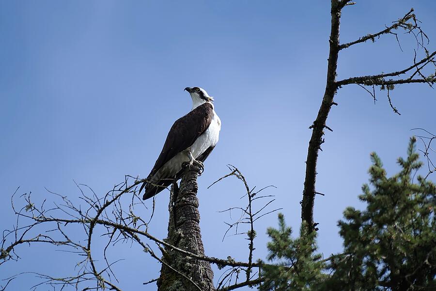 Osprey Photograph - Always Looking Over My Shoulder by David Barker