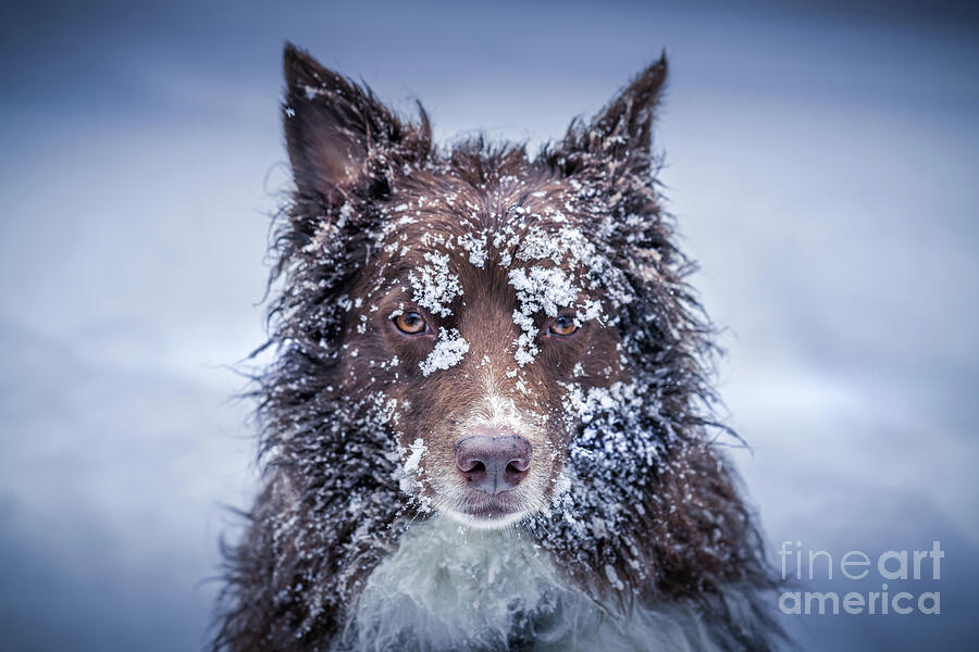 Winter Photograph - Always Loyal-A Good Dog by Kim Mulholland