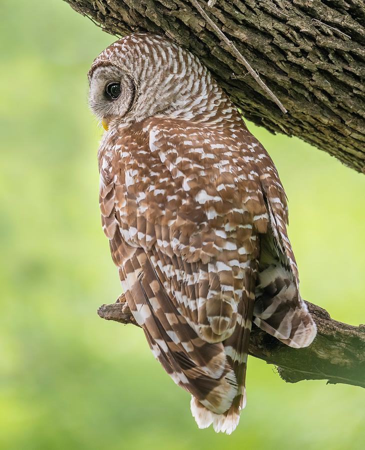 Always on Alert - Papa Barred Owl  Photograph by Puttaswamy Ravishankar