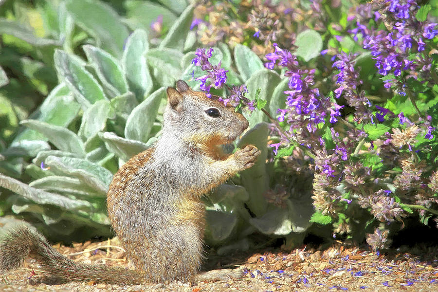 Squirrel Photograph - Always Say Grace by Donna Kennedy