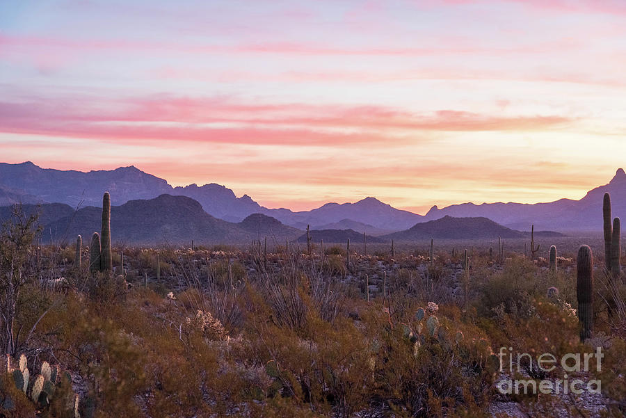 Sonoran Desert at Seven AM Photograph by Jeff Hubbard