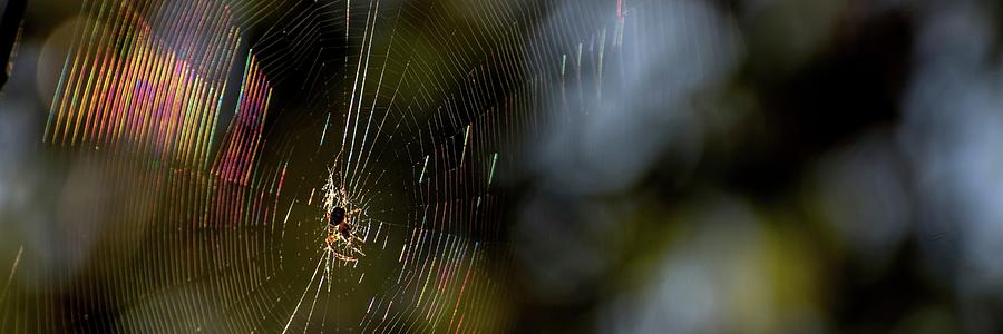 AM Spider Web Photograph by Jerry Sodorff