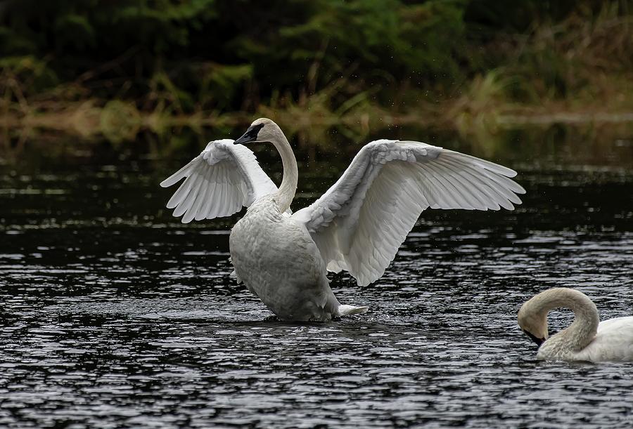 Amalga Swan Photograph by David Kirby