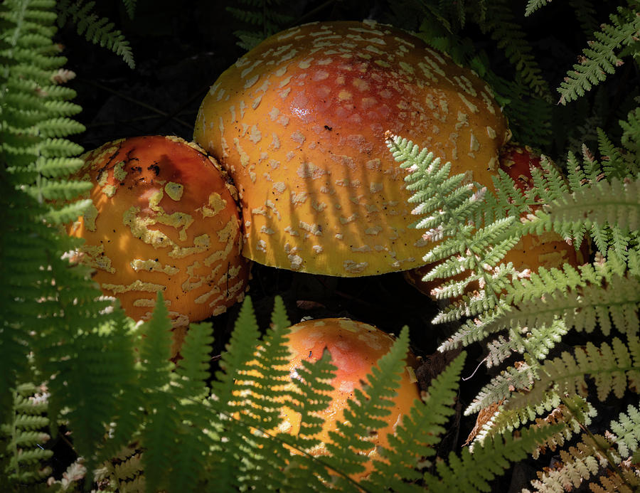 Amanita Fungi Photograph by Norman Reid
