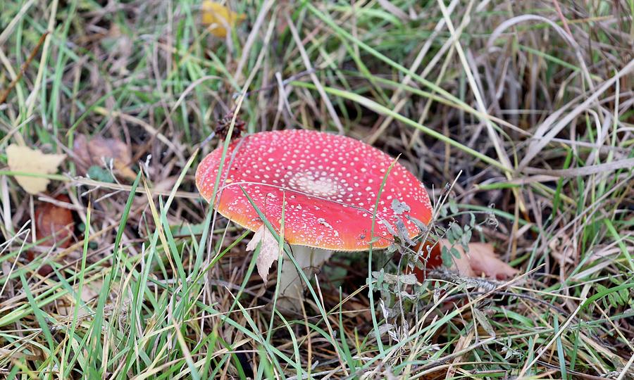 Fly Agaric Photograph - Amanita Muscaria by Maria Jansson Fly Agaric Photograph - Amanita Muscaria by Maria Jansson