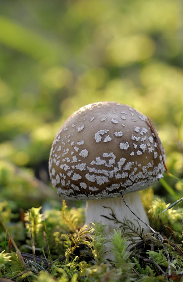 Amanita muscaria mushroom at a young stage Photograph by Kevin Oke