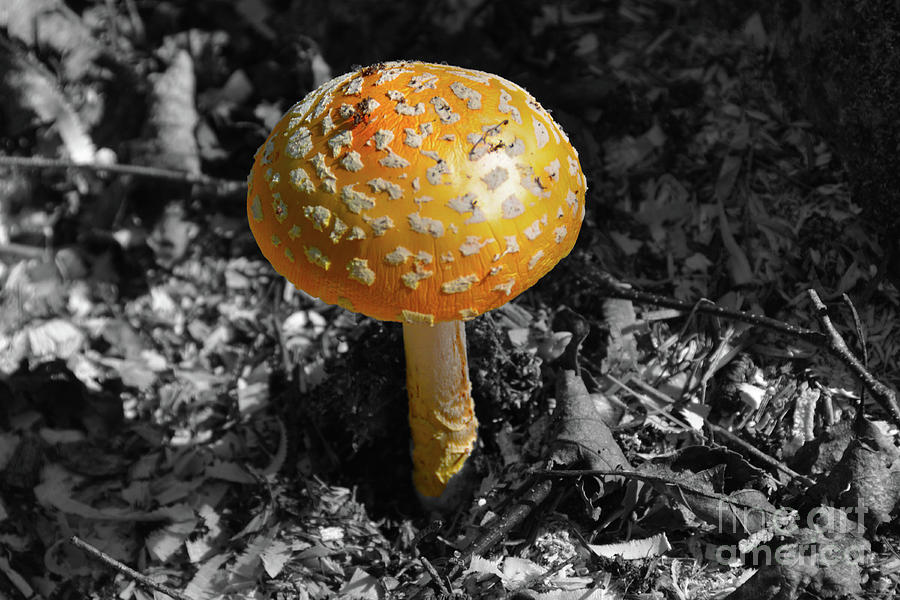 Amanita Muscaria Selective color Painting by Christine Dekkers