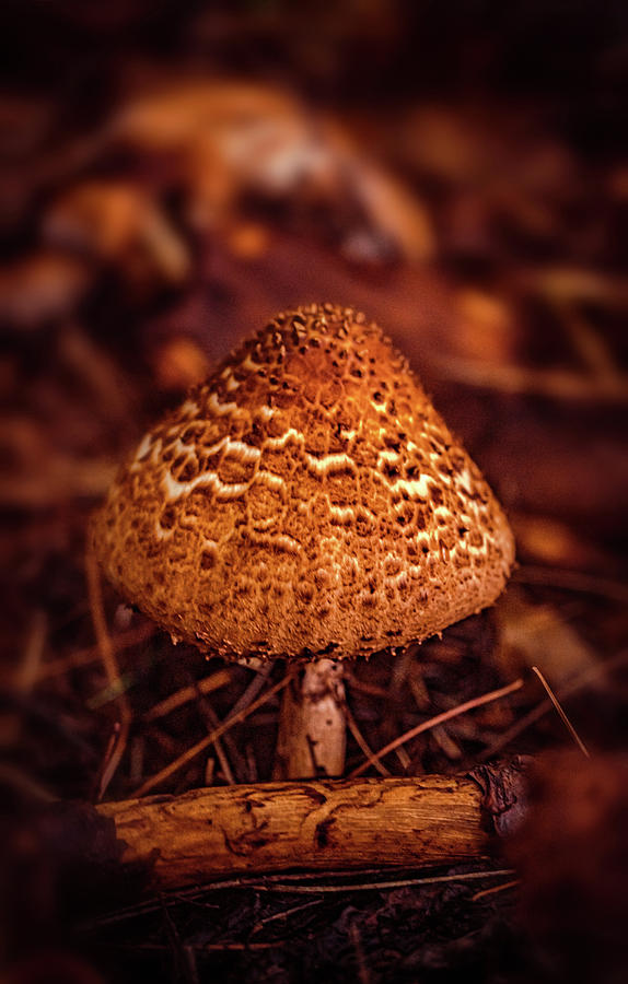 Amanita mushroom Photograph by Lilia S