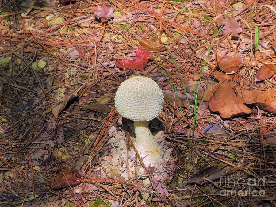 Amanita rhopalopus Photograph by Noemia Poole - Fine Art America