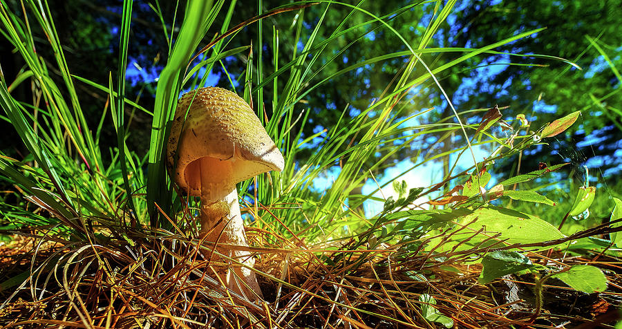  Amantia Muscaria Mushroom Photograph by Bob Orsillo