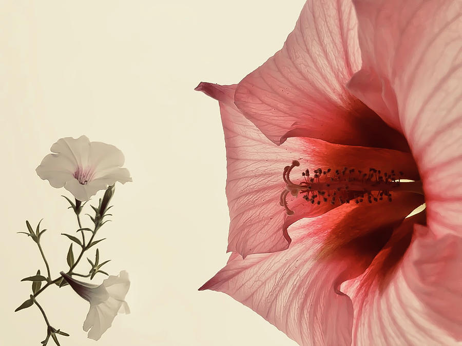 Amare Botanical Photograph Photograph by Maz Ghani