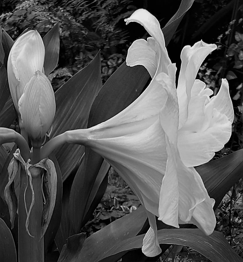 Amarilla Flower In Black And White Photograph