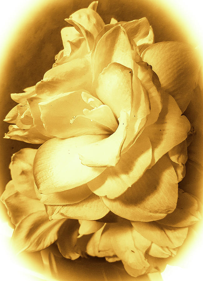 Amarilla Gold Photograph