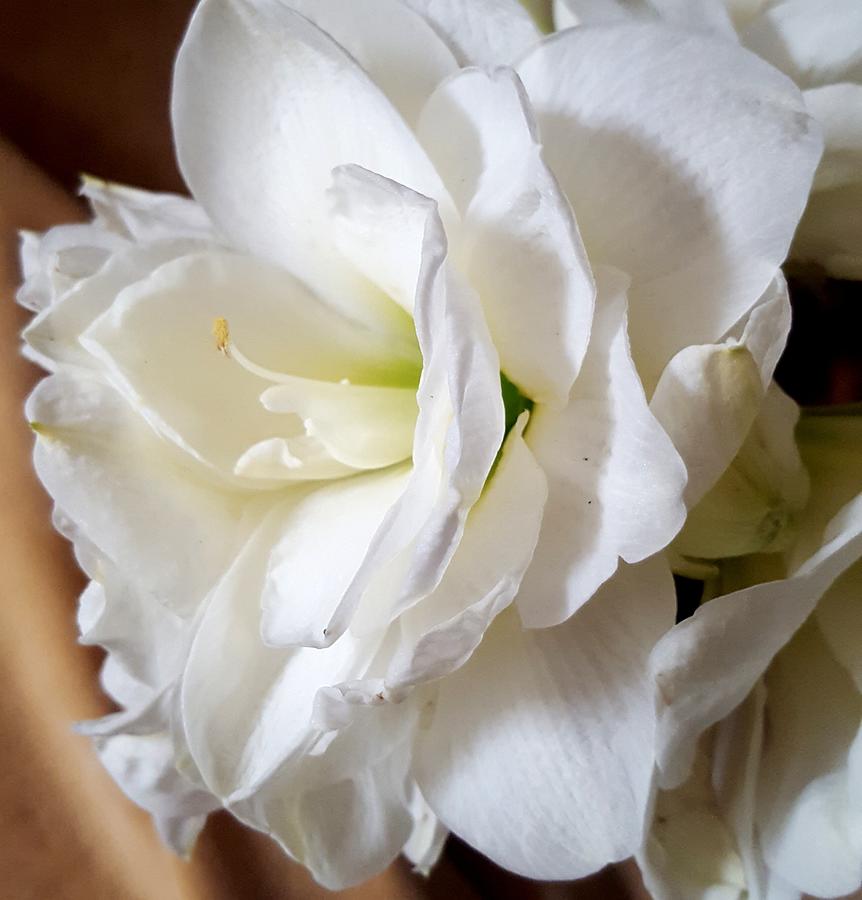 Amarilla in White Photograph by Loraine Yaffe