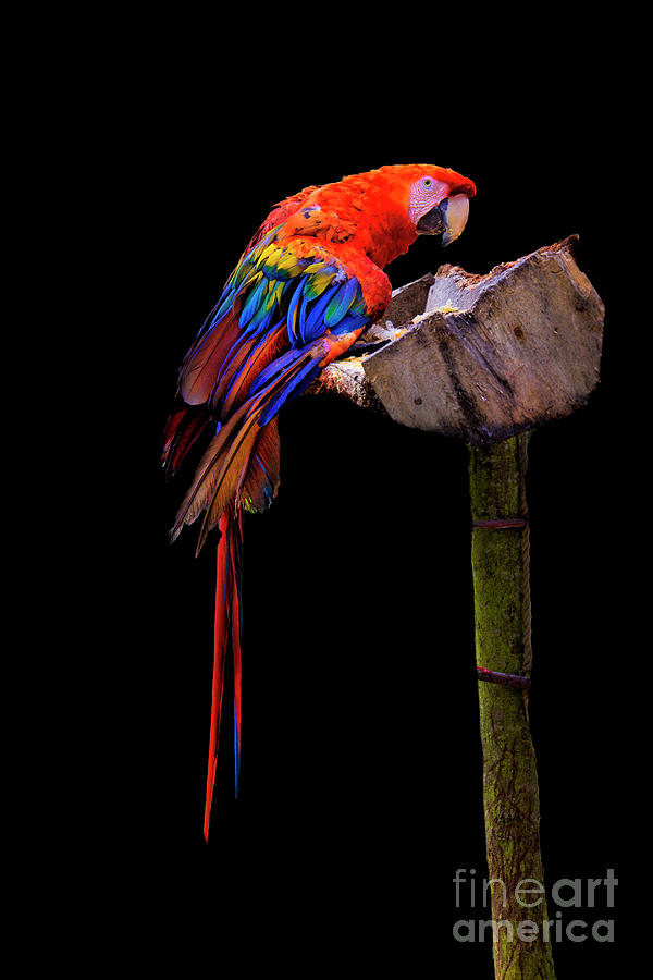 Amaru Parrot II Photograph by Al Bourassa
