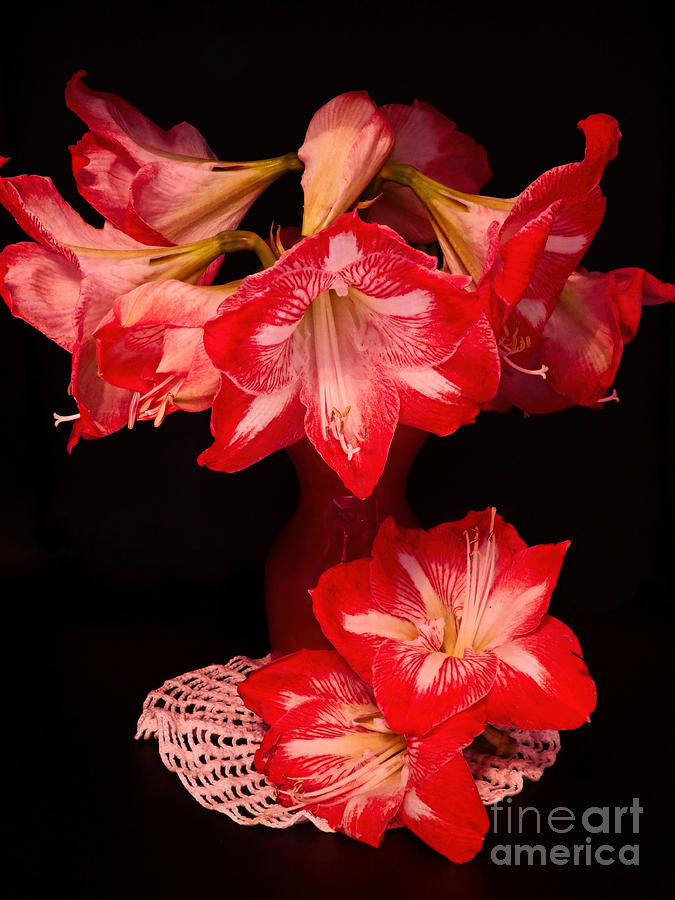 Amaryllis A Blooming Star Photograph by Ella Kaye Dickey