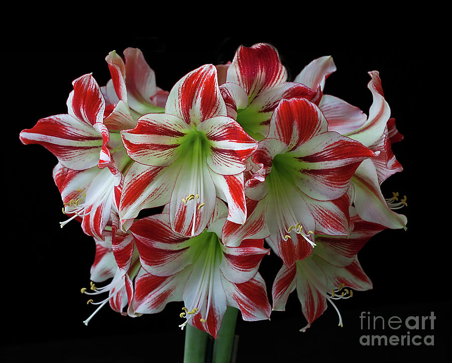 Amaryllis Ambiance Photograph by Ann Jacobson