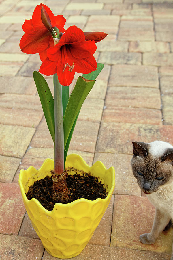 Amaryllis and Cat Photograph by Sally Weigand