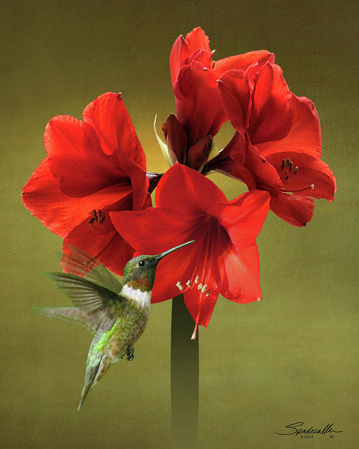 Amaryllis and Hummingbird Mixed Media by M Spadecaller