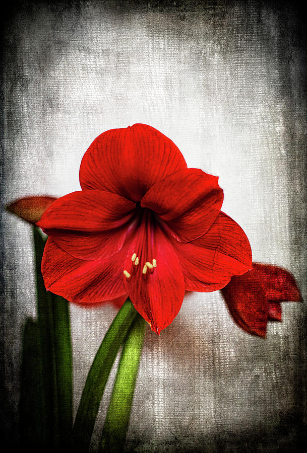 Amaryllis-Another Christmas Flower Photograph by Judy Wolinsky