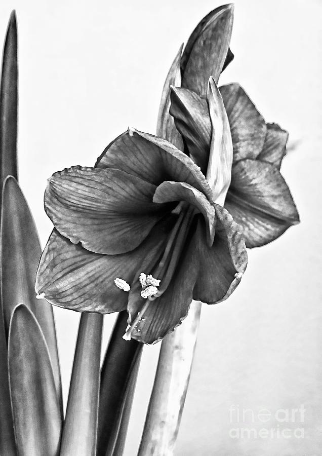 Amaryllis Belladonna Photograph by Marcia Lee Jones