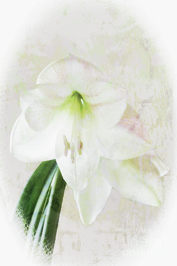 Amaryllis Blooms Photograph by Lynn Bolt