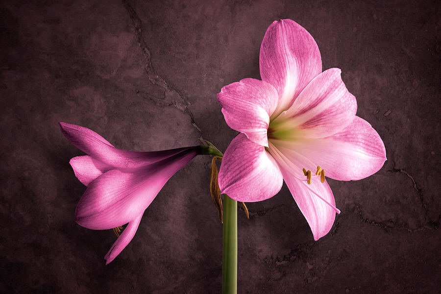 Nature Photograph - Amaryllis Blooms by Tom Mc Nemar