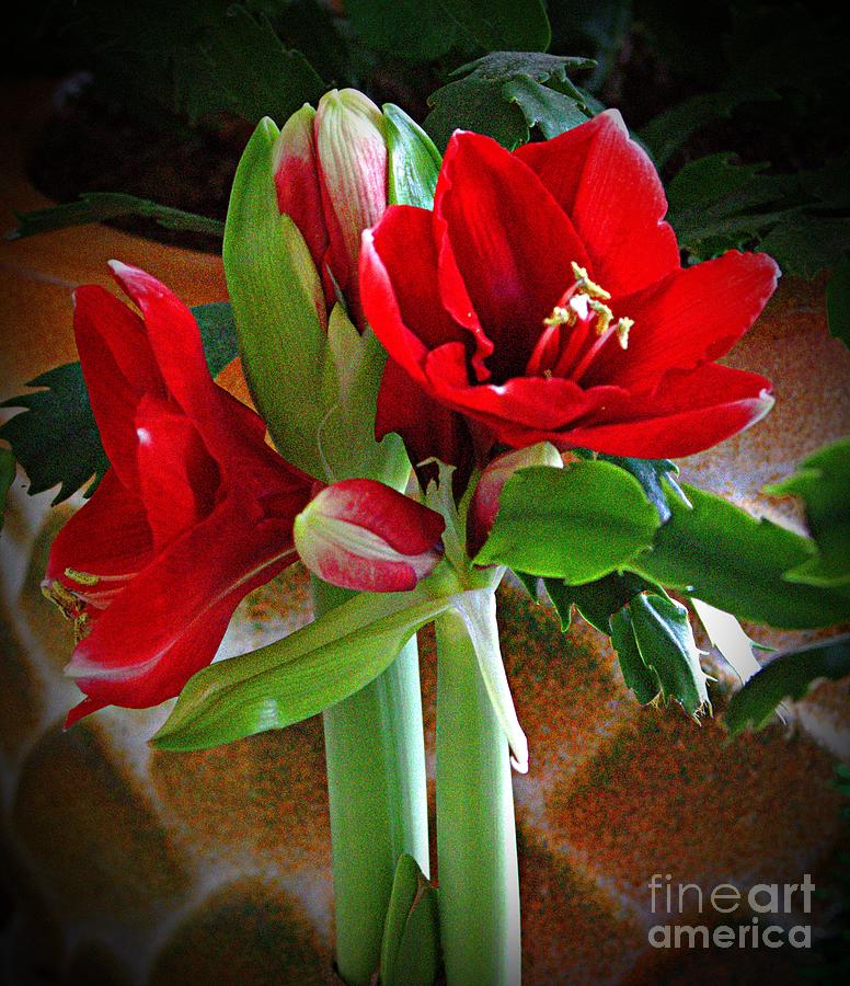 Amaryllis Blowing Bright Photograph by Charlene Adler