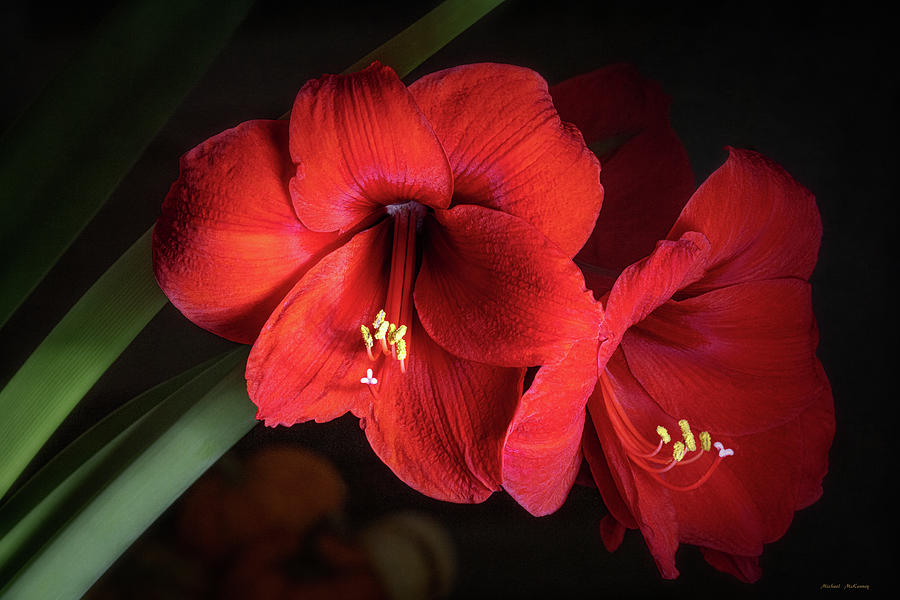 Amaryllis by Morning Photograph by Michael McKenney