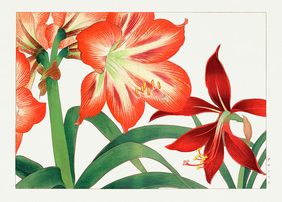 Amaryllis Flower - Ukiyo e art - Vintage Japanese woodblock art - Seiyo SOKA ZUFU by Tanigami Konan Digital Art by Studio Grafiikka