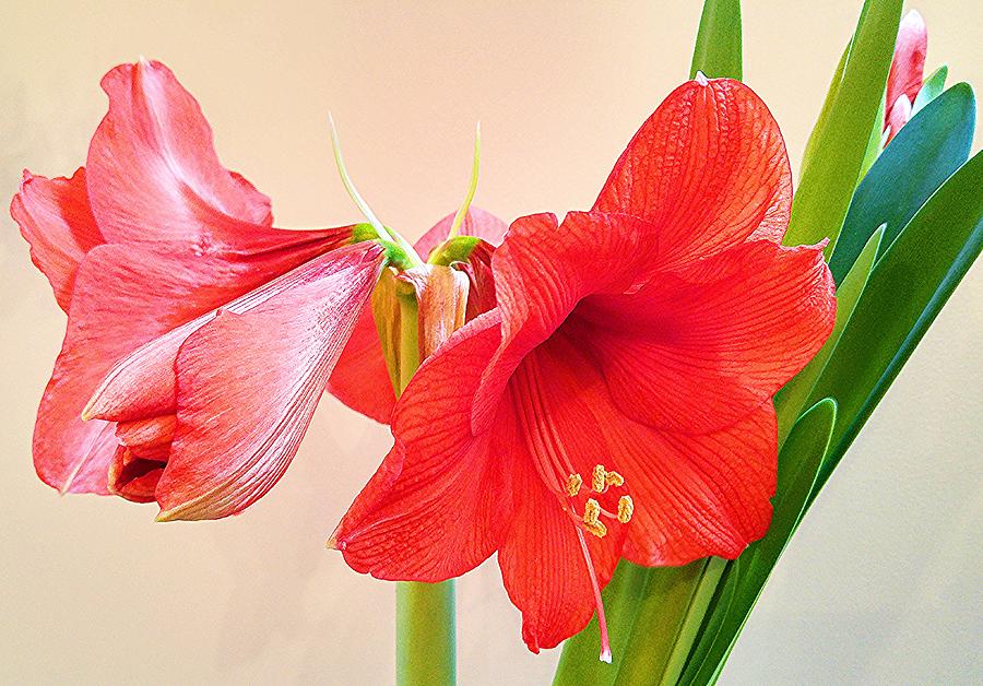 Amaryllis Photograph by Fred Bailey