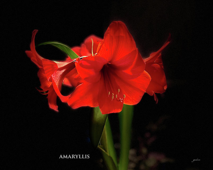Amaryllis Photograph by Gary Gunderson