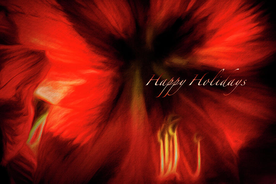 Amaryllis Holiday Greeting Photograph